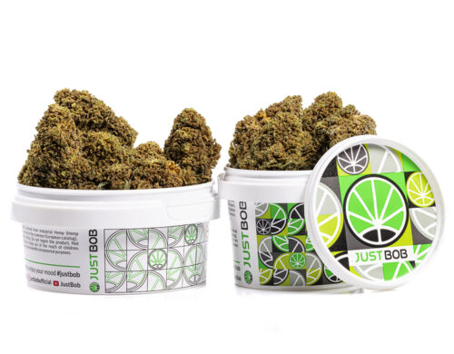 kwiaty cbd mango cbd boost w bialym pojemniku z kolorowym designe