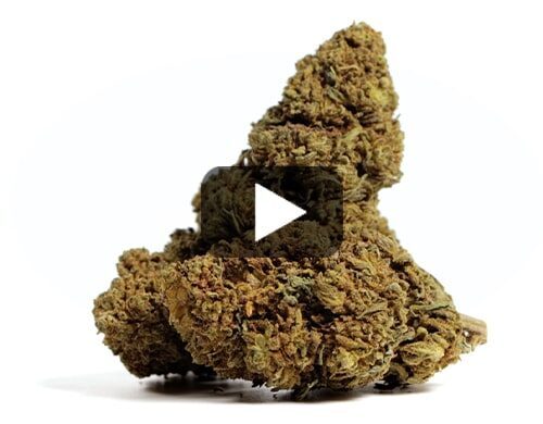 probka wideo mango cbd boost cbd kwiat