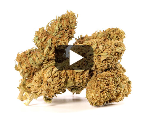 probka wideo kwiatu sweet berry cbd