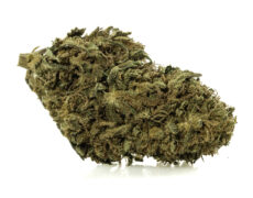 szczegolowy widok kwiatu cbd sweet berry z wyraznymi trichomami i naturalna tekstura 