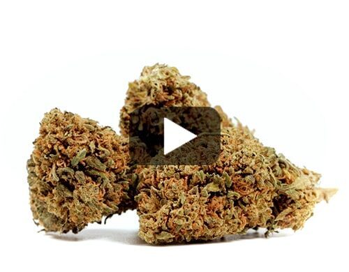 probka wideo do si dos cbd kwiat