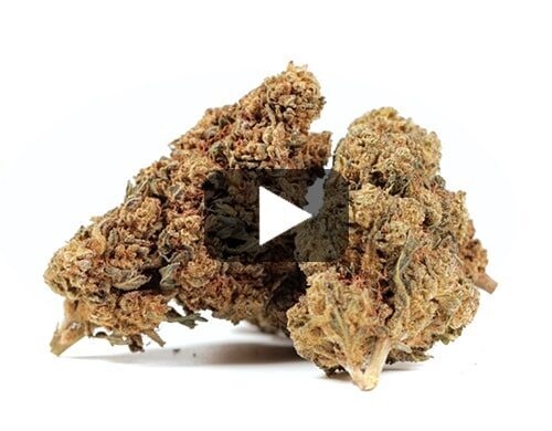 probka wideo kwiatu gg4 cbd boost