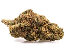 szczegolowy widok kwiatu gg4 cbd boost szczegolowy widok kwiatu gg4 cbd boost z naturalna tekstura i wyraznymi trichomami
