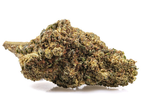 szczegolowy widok kwiatu gg4 cbd boost z naturalna tekstura i wyraznymi trichomami