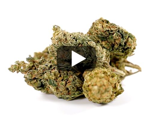 probka wideo kwiatu hq cbd boost