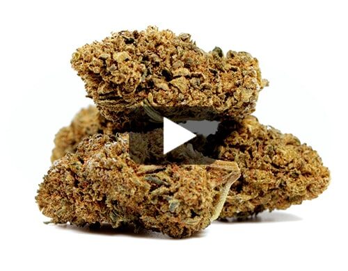 cbd-flower-amnesia-cbd-boost