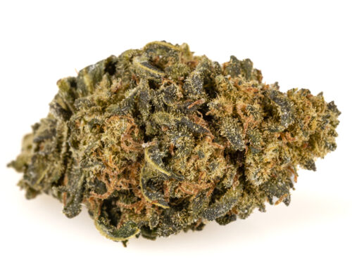 Cbd buds of legal weed amnesia cbd boost