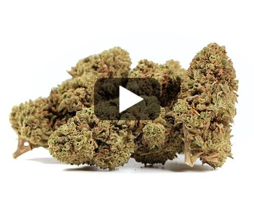 Probka wideo kwiatu Bubblegum CBD w zielono-brazowych odcieniach