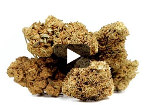 Probka wideo pakow Master Kush CBD