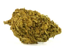 Skunk H4 CBD kvet - Detailni zaber szczegolowy widok kwiatu cbd skunk h4 z wyraznymi trichomami i naturalna tekstura