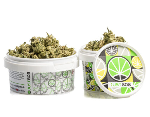 alpine cbg small buds kwiat konopi w bialym pojemniku z kolorowym designem