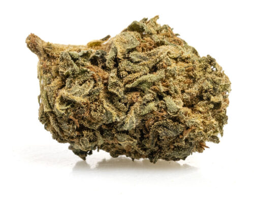 szczegolowy widok kwiatu blueberry small buds z wyraznymi trichomami i naturalna tekstura