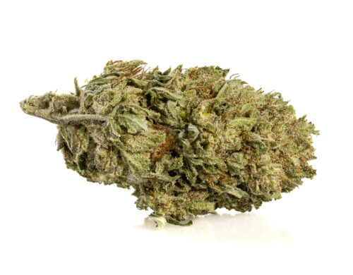 kwiaty cbd alpine cbg small buds z ekologicznej i zrownowazonej uprawy