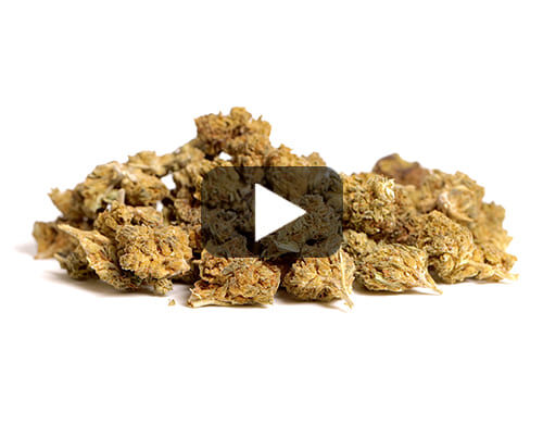 probka wideo alpine cbg small buds – kwiat konopi