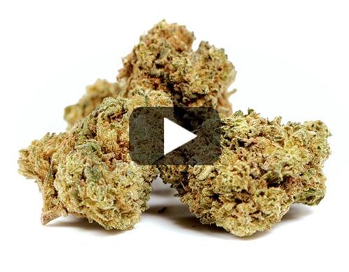 probka wideo kwiatu gelato cbd boost