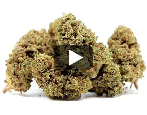 probka wideo kwiatu melon cheese cbd o wysokiej zawartosci kannabidiolu