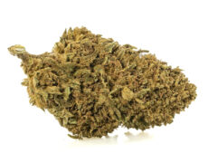 szczegolowy widok kwiatu lemon cheese cbd z ekologicznej i zrownowazonej uprawy 