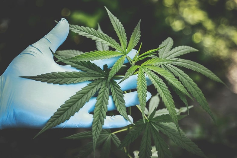 Medyczna marihuana i CBD
