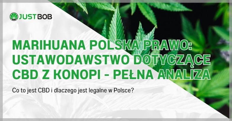 Marihuana Polska Prawo: Ustawodawstwo dotyczące CBD z konopi - pełna analiza