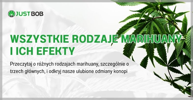 Wszystkie rodzaje marihuany i ich efekty