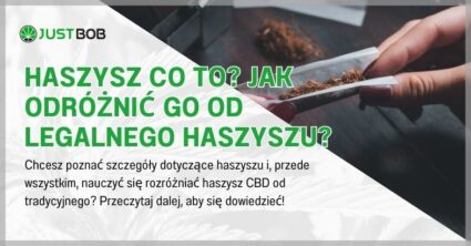 Haszysz co to? Jak odróżnić go od legalnego haszyszu?