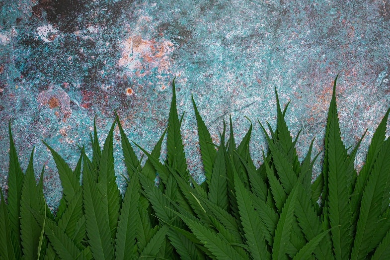 Różnica między marihuaną terapeutyczną a cannabis CBD
