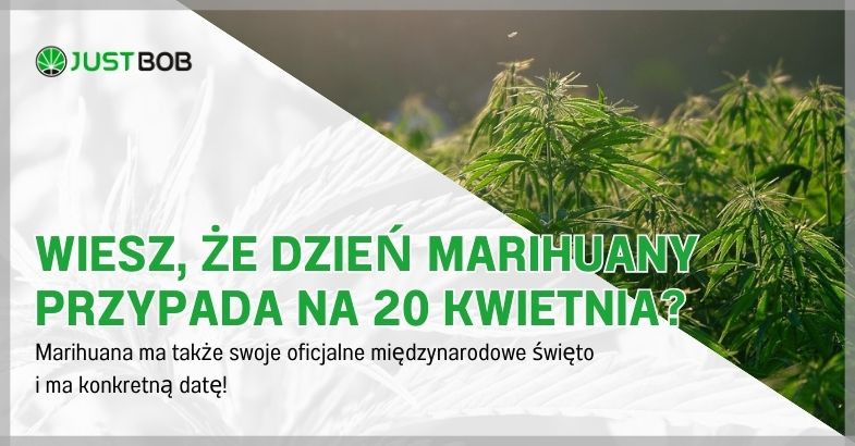 Wiesz, że Dzień Marihuany przypada na 20 kwietnia?