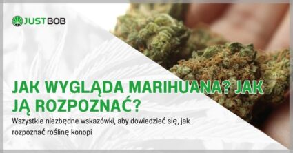Jak wygląda marihuana? Jak ją rozpoznać?