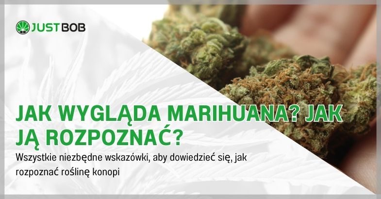 Jak wygląda marihuana? Jak ją rozpoznać?