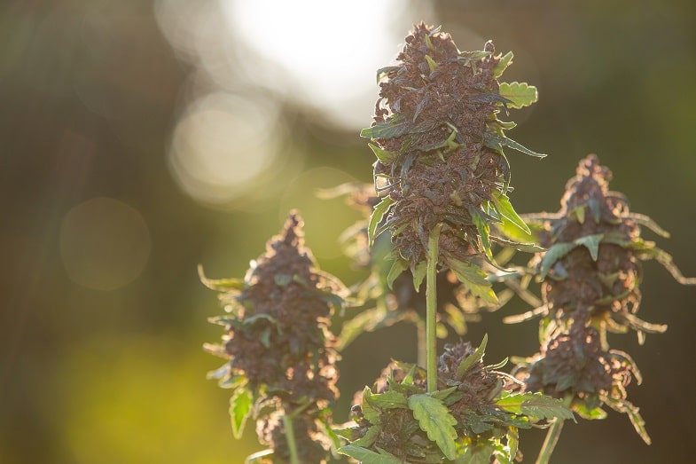 Czym jest konopia CBD
