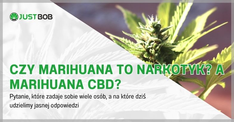 Czy marihuana to narkotyk? A marihuana CBD?