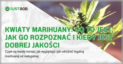 Kwiaty marihuany: co to jest, jak go rozpoznać i kiedy jest dobrej jakości