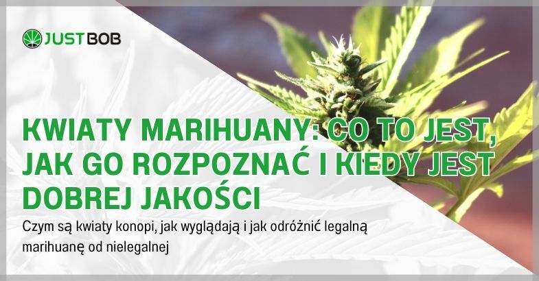 Kwiaty marihuany: co to jest, jak go rozpoznać i kiedy jest dobrej jakości