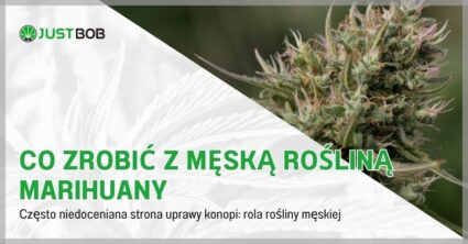 Co zrobić z męską rośliną marihuany