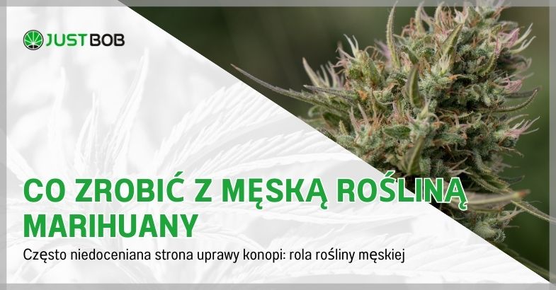 Co zrobić z męską rośliną marihuany