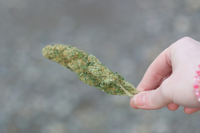 Terpeny rośliny męskiej konopi: doskonałe naturalne środki odstraszające