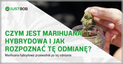 Czym jest marihuana hybrydowa i jak rozpoznać tę odmianę?