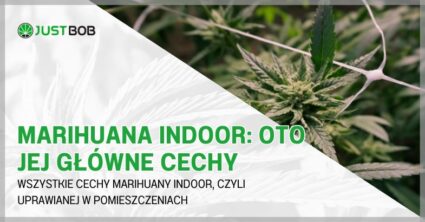 Marihuana indoor: oto jej główne cechy