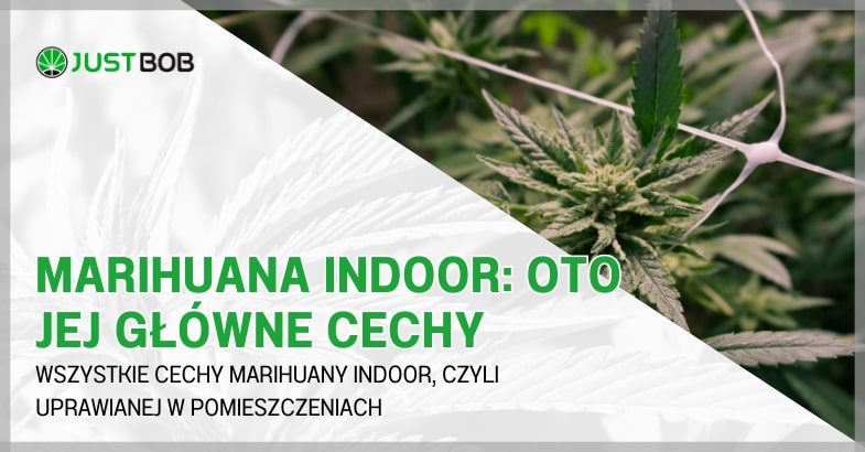 Marihuana indoor: oto jej główne cechy