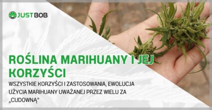 Roślina marihuany i jej korzyści