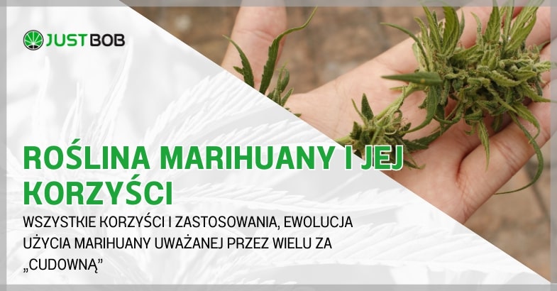 Roślina marihuany i jej korzyści