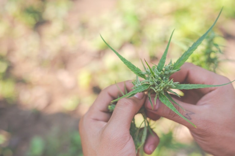 Czym jest marihuana hybrydowa