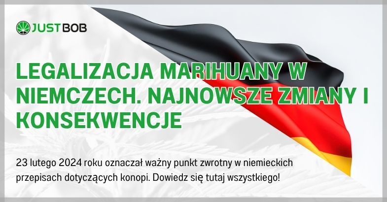Legalizacja marihuany w Niemczech. Najnowsze zmiany i konsekwencje