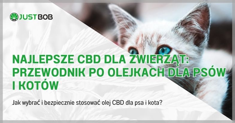 Najlepsze CBD dla Zwierząt: Przewodnik po Olejkach dla Psów i Kotów