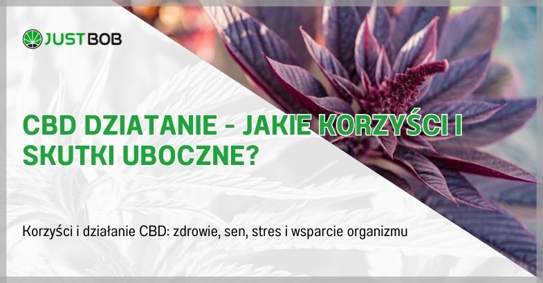CBD Dziatanie - Jakie Korzyści I Skutki Uboczne?