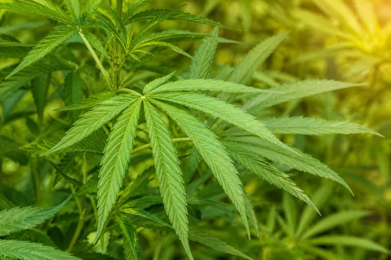 Zielone liście konopi w naturalnym świetle dziennym, botaniczne ujęcie rośliny