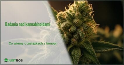 Baner z zielonym tytułem i logo Justbob; po prawej: makro kwiatostanu konopi pokrytego trichomami w ciepłym bocznym świetle