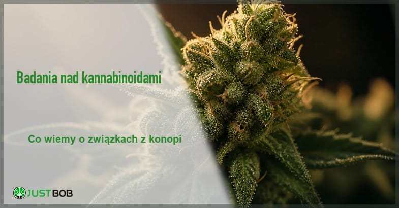 Baner z zielonym tytułem i logo Justbob; po prawej: makro kwiatostanu konopi pokrytego trichomami w ciepłym bocznym świetle