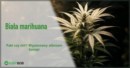 Baner z zielonym tytułem i logo Justbob; po prawej: jasnozielona roślina konopi w rozkwicie na ciemnym tle, oświetlona miękkim światłem