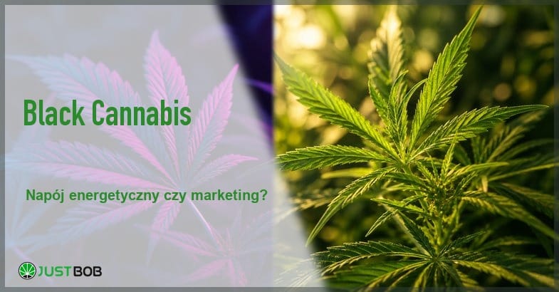 Baner z zielonym tytułem i logo Justbob; po prawej: dwa liście konopi obok siebie, jeden w fioletowym neonie, drugi w zielonym słońcu